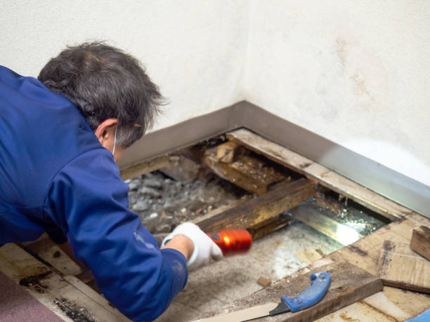 Best Mold Remediation for Schools in Lenwood, CA