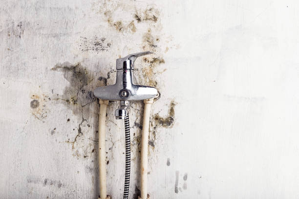 Best Residential Mold Remediation in Lenwood, CA
