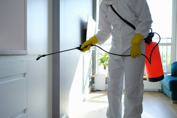 Best Attic Mold Remediation in Lenwood, CA